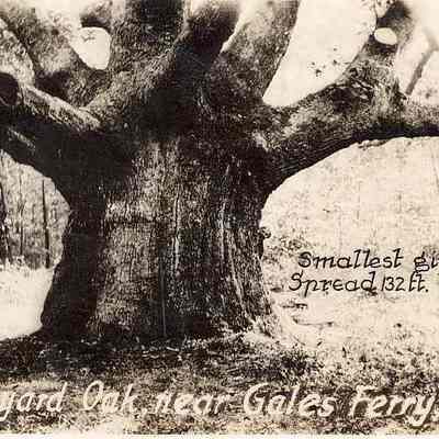 The Ledyard Oak, near Gales Ferry, Conn.