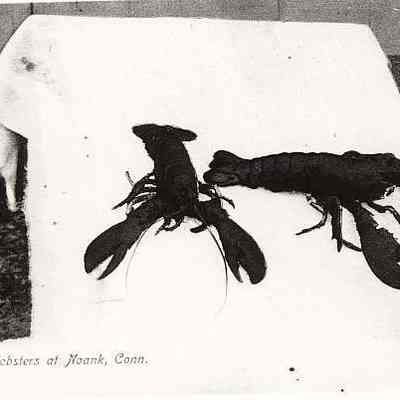 Lobsters at Noank CT