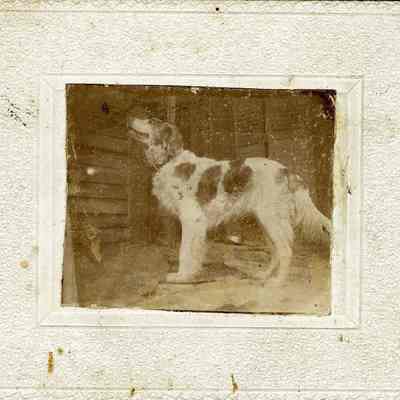 Spotted dog