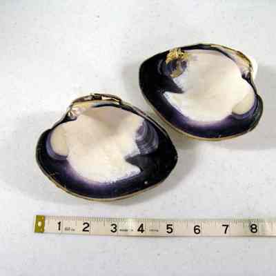 clam shell