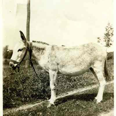 Print, Photographic