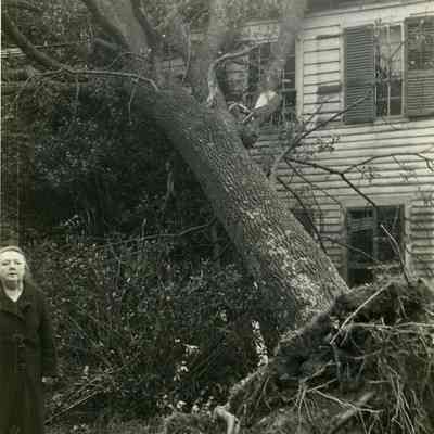 Damaged house and uprooted tree