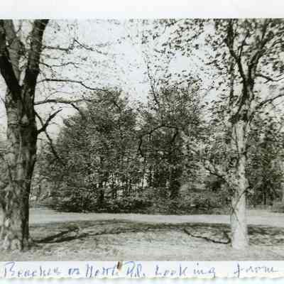 Copper beach trees from front porch of Linden Hall