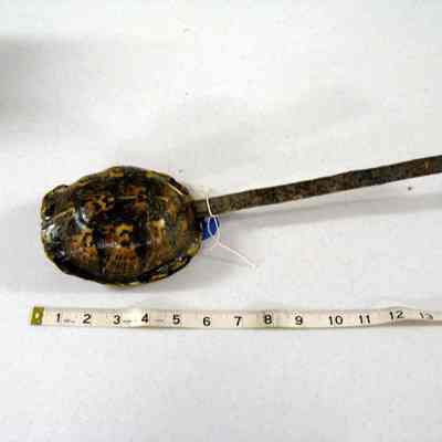 turtle/tortoise shell rattle