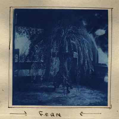 Fern