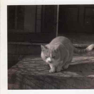 Fred Weeks WWII Photographs