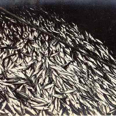 Mess of mackerel on deck, Stonington CT