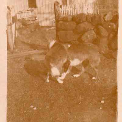 Print, Photographic