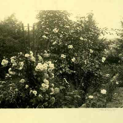 35 Grand Street, Stonington CT garden