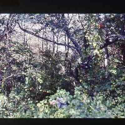 Wooded area