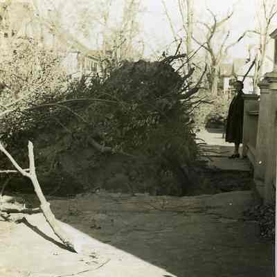 Uprooted tree with woman on right