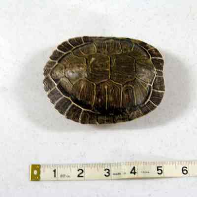 turtle shell