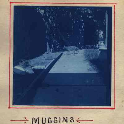 Muggins