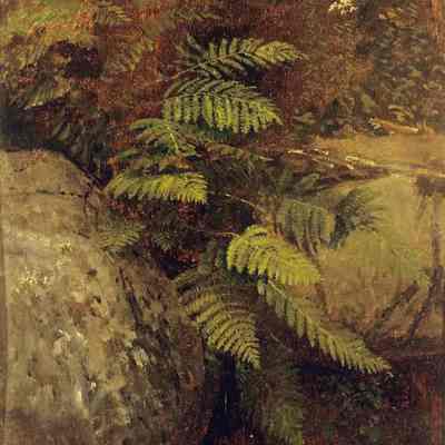 STUDY OF FERNS, WHITE MOUNTAINS, EMERALD POOL