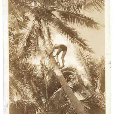 Climbing for Coconuts - Hawaiian Islands 1945