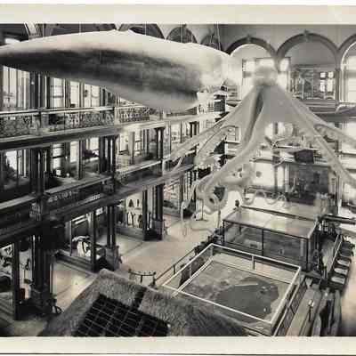 Bishop Museum Interior View