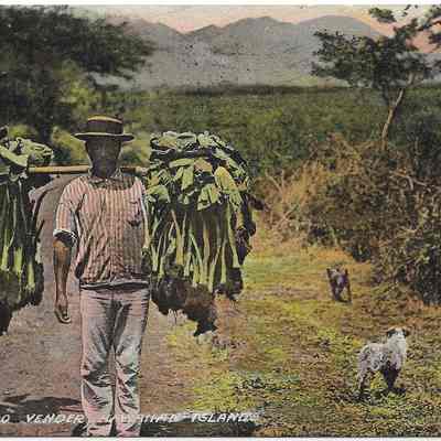 Taro Vendor