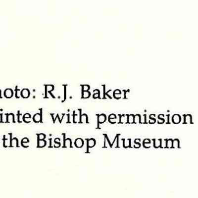 Author's Personal Collection: Imprinted on card "Photo: R.J. Baker
Printed with permission of the Bishop Museum