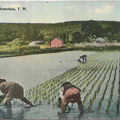 Author's Personal Collection: Rice Field, Honolulu, T. H.