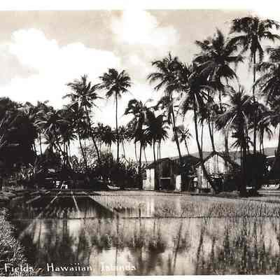 Rice Fields Postcard Collection