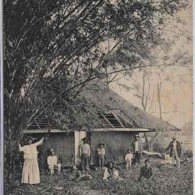 Under the Bamboo Tree, Hawaiian Islands