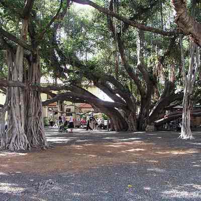 For reference only: Banyan tree he planted in 1873 still stands in Lahaina.
