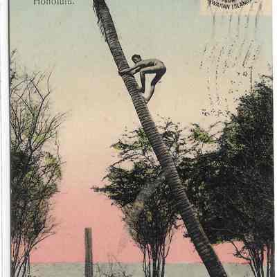 Gathering Cocoanuts- Honolulu (Inscribed) 1909