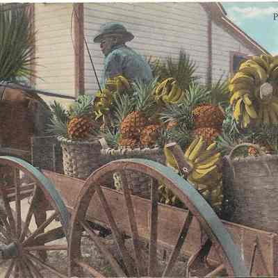 Fruit Peddler