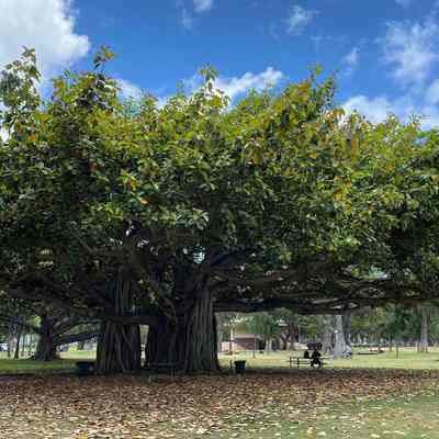 For reference only: Banyan Trees