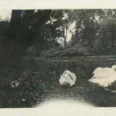 Swans at Lincoln Park Chicago 1916