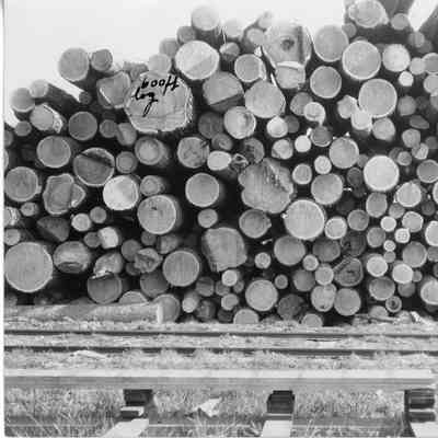 600 feet of cut logs