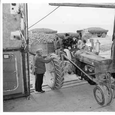 Loading potatoes with tractor and wagon at Washington Island