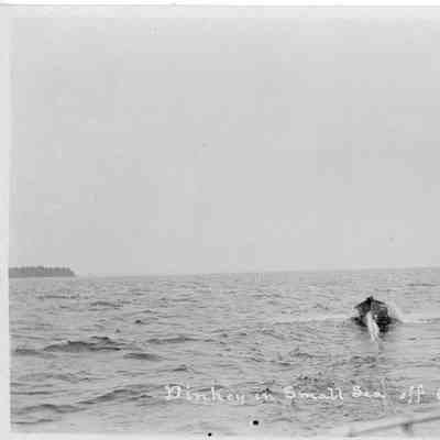 Dinkey in small sea off Cana Island