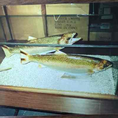 Model of spawning rainbow trout