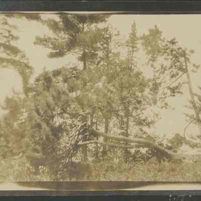Fallen pine tree at Europe Lake