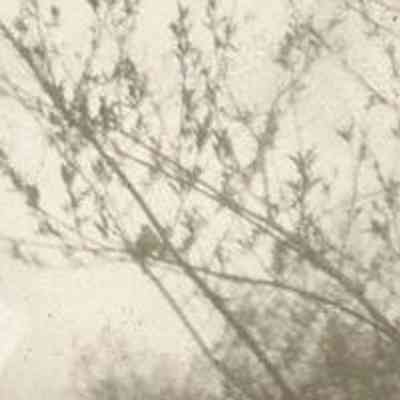 Tree branches with leaves