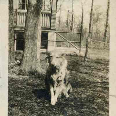 Dog sitting in yard