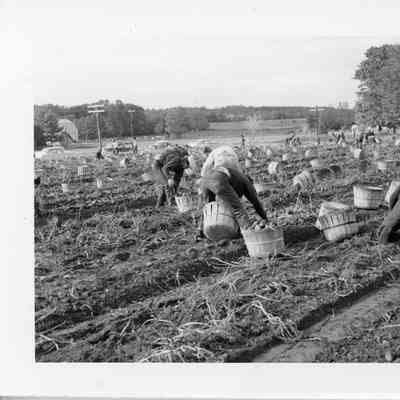 Picking portatoes on Washington Island