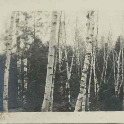 Birch trees