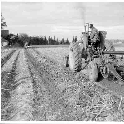 Harvesting potato with tractor on Washington Island