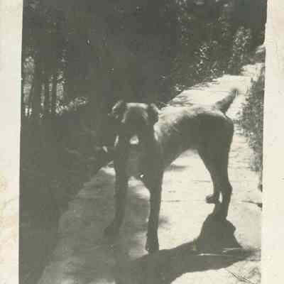 Dog on pathway 1916