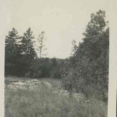 Field and woodland