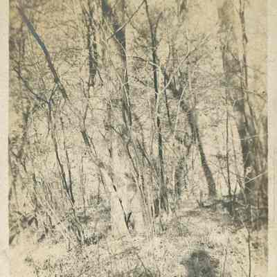 Glencoe Woods