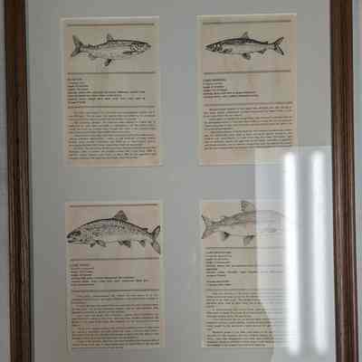 Framed drawing of four different kinds of fish