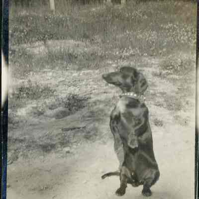 Dachshund on hindlegs
