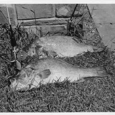 Two small mouth black bass laying on grass with rod and reef 1947