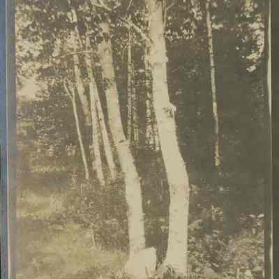 Birch trees