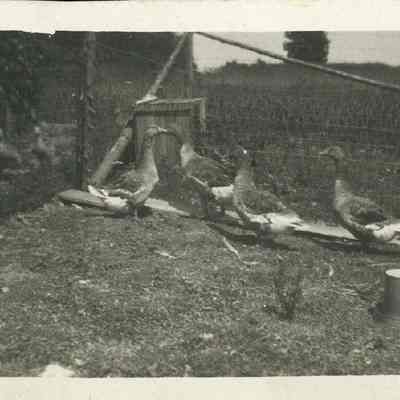 Ducks in a pen 1916