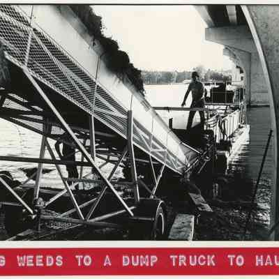 putting weeds on dump truck to haul away