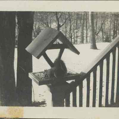 Squirrel at birdfeeder at Hotz family home